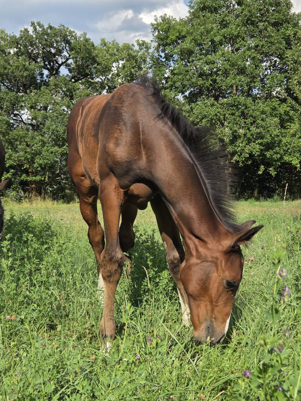 Potranca Silla Francés En venta 2025 Bayo moreno por Casallco Z