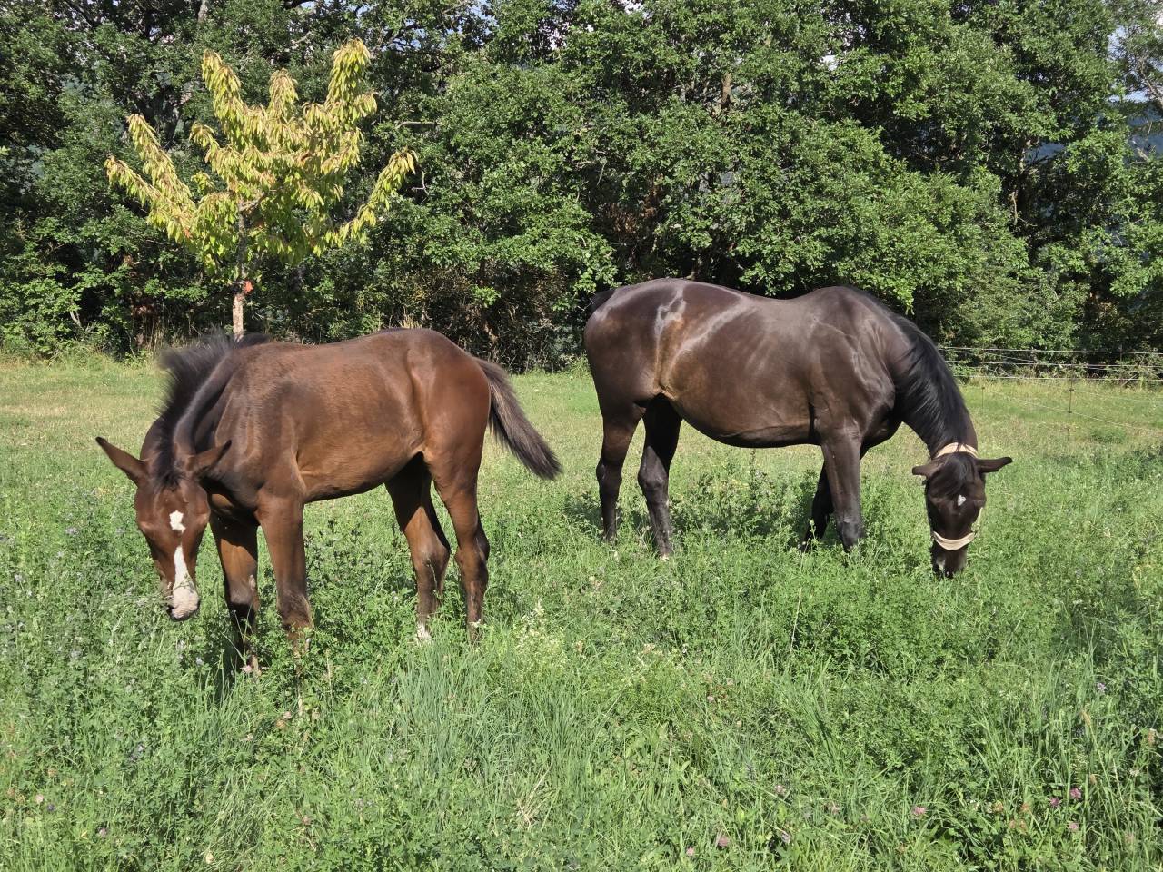 Potranca Silla Francés En venta 2025 Bayo moreno por Casallco Z