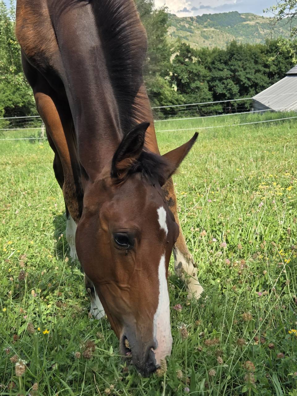 Potranca Silla Francés En venta 2025 Bayo moreno por Casallco Z