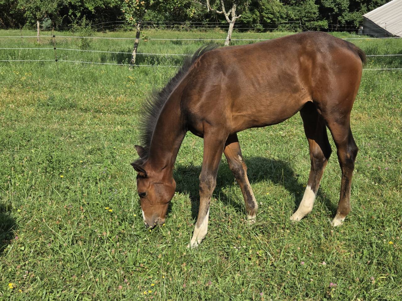 Potranca Silla Francés En venta 2025 Bayo moreno por Casallco Z