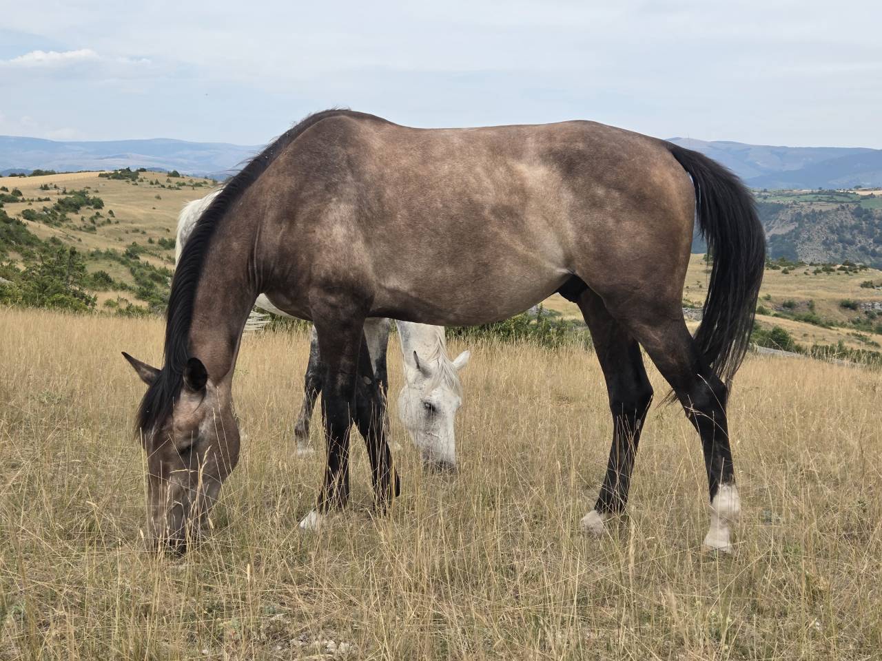 Potranca Silla Francés En venta 2025 Bayo moreno por Casallco Z