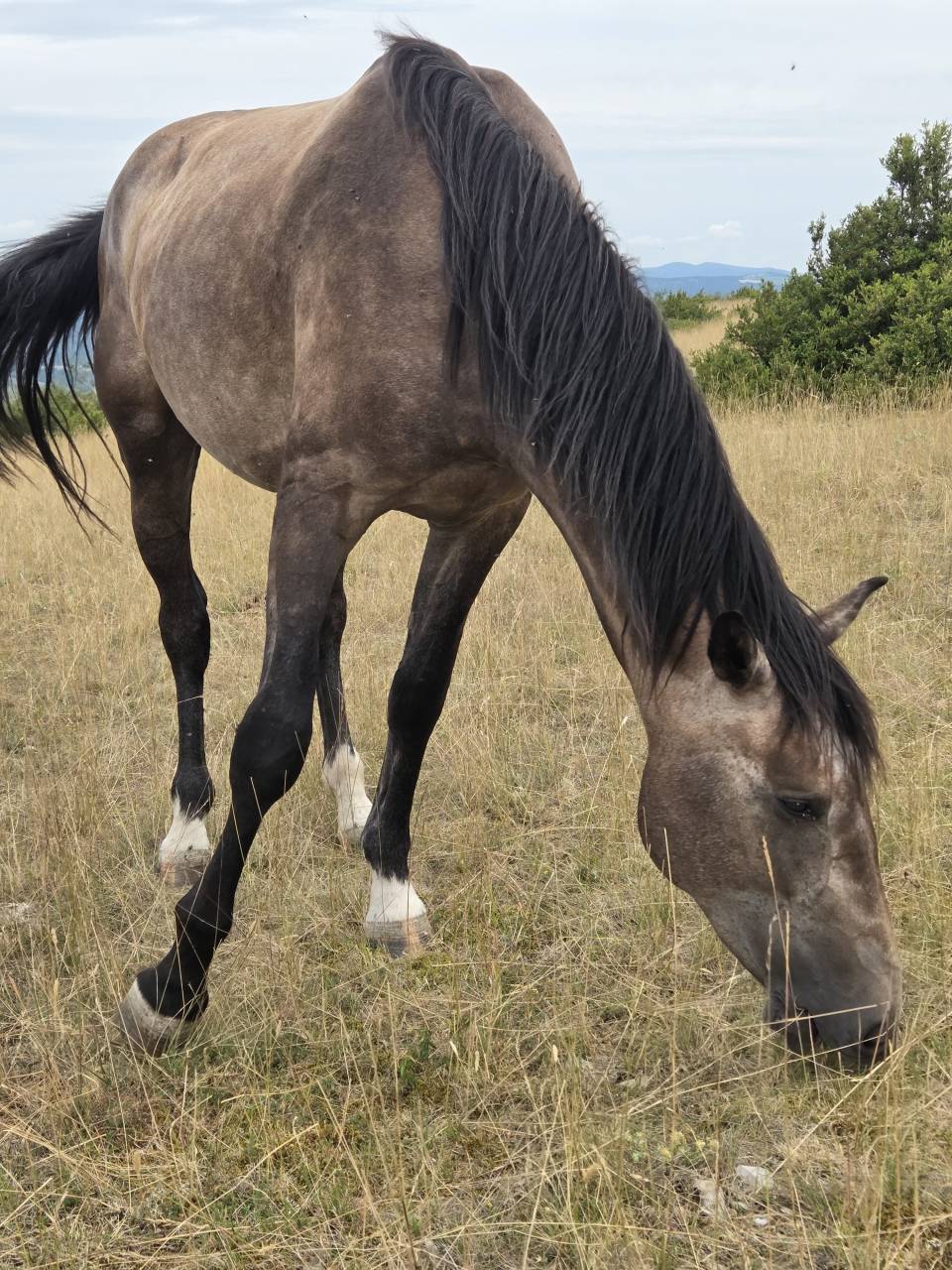 Potranca Silla Francés En venta 2025 Bayo moreno por Casallco Z