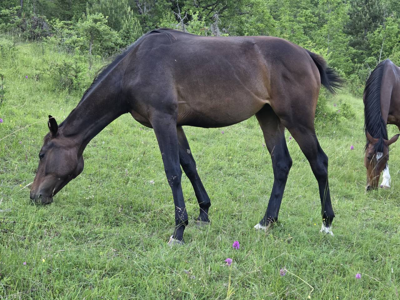 Potranca Silla Francés En venta 2025 Bayo moreno por Casallco Z