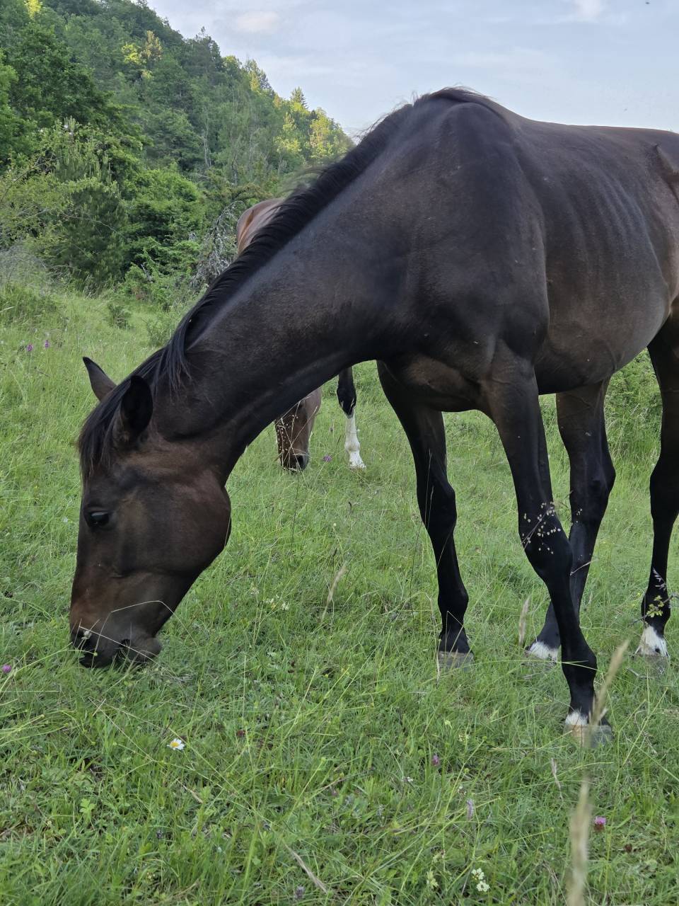 Potranca Silla Francés En venta 2025 Bayo moreno por Casallco Z