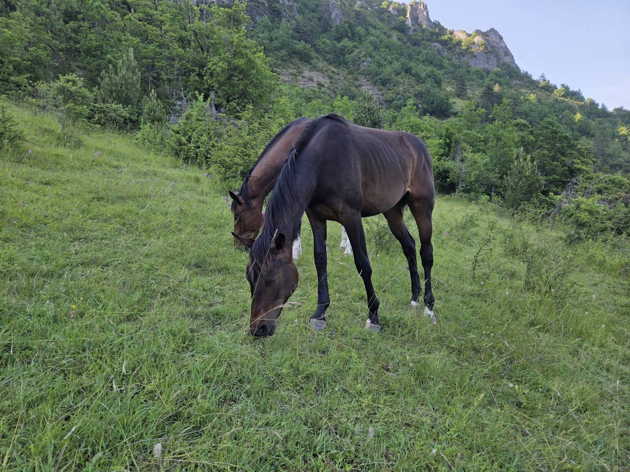Potranca Silla Francés En venta 2025 Bayo moreno por Casallco Z