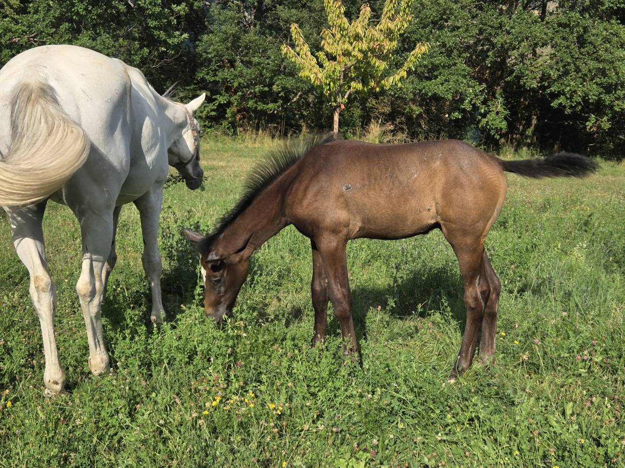Potranca Silla Francés En venta 2025 Bayo moreno por Casallco Z