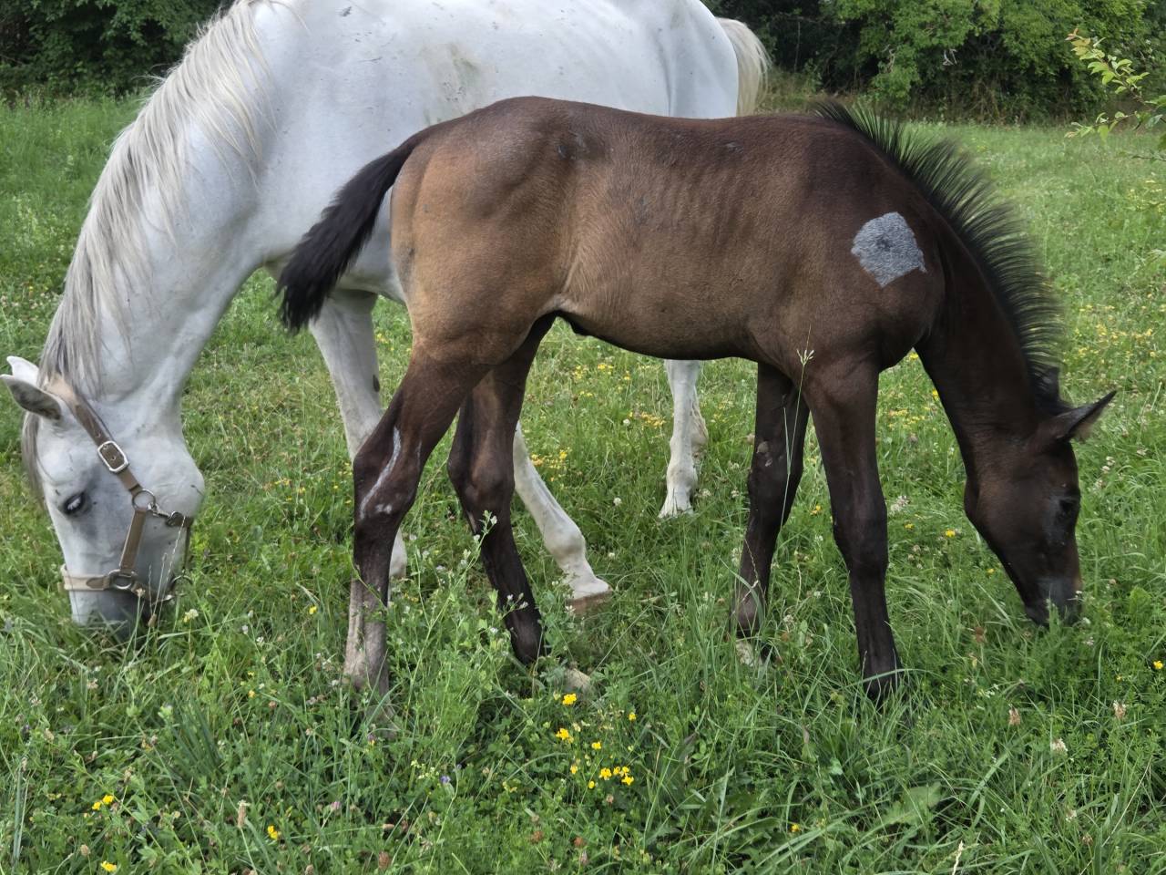 Potranca Silla Francés En venta 2025 Bayo moreno por Casallco Z