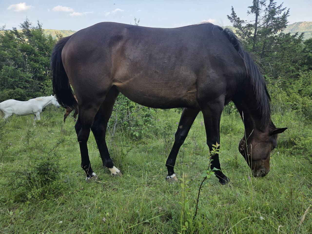 Potranca Silla Francés En venta 2025 Bayo moreno por Casallco Z