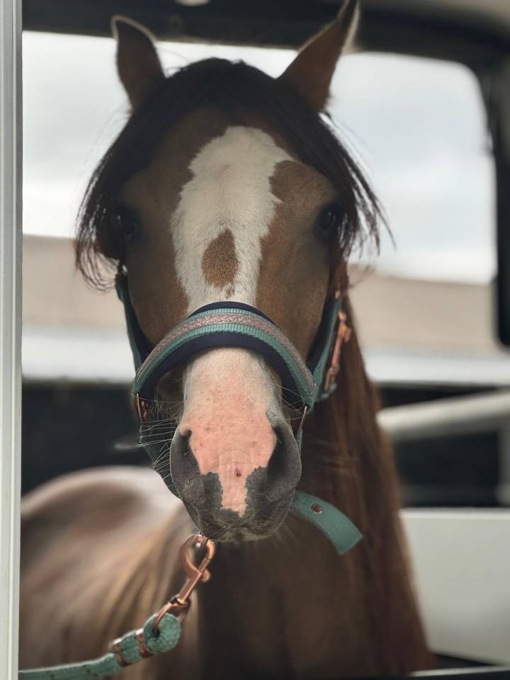 Caballo entero Welsh Poni (Sección B) En venta 2021 Isabelo por NORTHLIGHT CONCERTO (GBR),WB