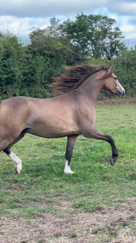 Caballo entero Welsh Poni (Sección B) En venta 2021 Isabelo por NORTHLIGHT CONCERTO (GBR),WB