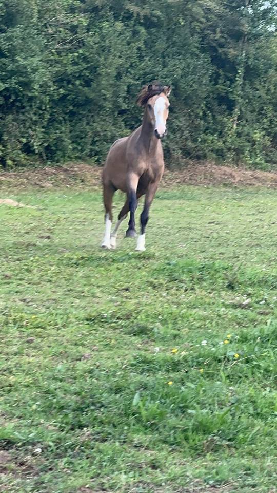 Caballo entero Welsh Poni (Sección B) En venta 2021 Isabelo por NORTHLIGHT CONCERTO (GBR),WB