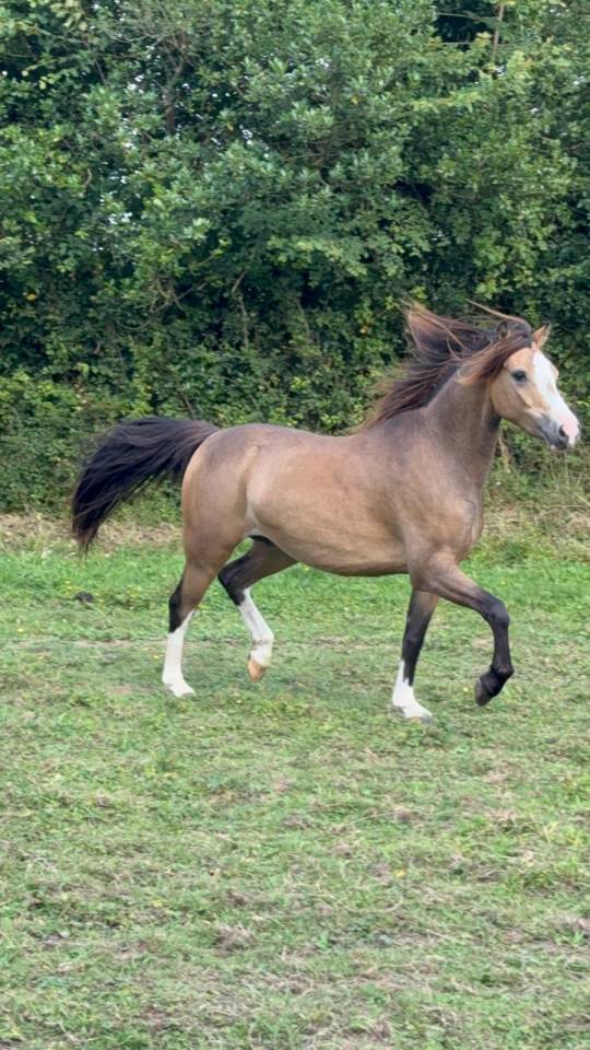 Caballo entero Welsh Poni (Sección B) En venta 2021 Isabelo por NORTHLIGHT CONCERTO (GBR),WB