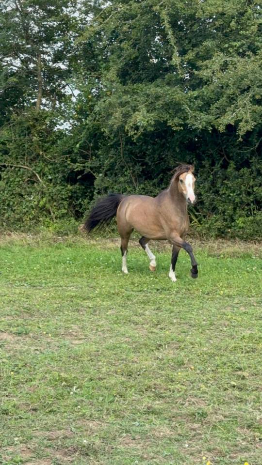 Caballo entero Welsh Poni (Sección B) En venta 2021 Isabelo por NORTHLIGHT CONCERTO (GBR),WB