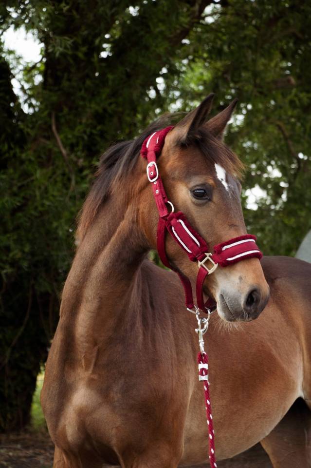 Potro Silla Francés En venta 2024 Bayo por Conte Bellini