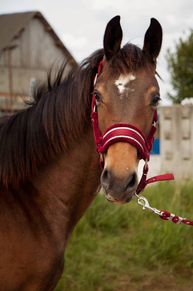 Potro Silla Francés En venta 2024 Bayo por Conte Bellini