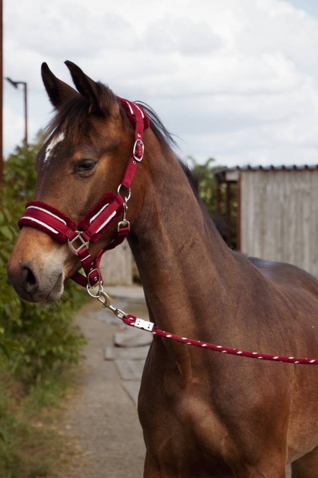 Potro Silla Francés En venta 2024 Bayo por Conte Bellini