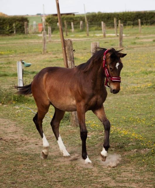 Potro Silla Francés En venta 2024 Bayo por Conte Bellini