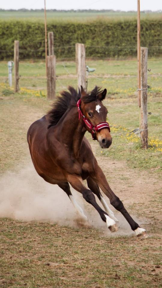Potro Silla Francés En venta 2024 Bayo por Conte Bellini