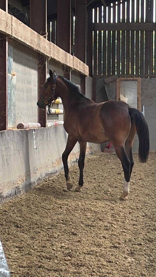 Potro Silla Francés En venta 2024 Bayo por Conte Bellini