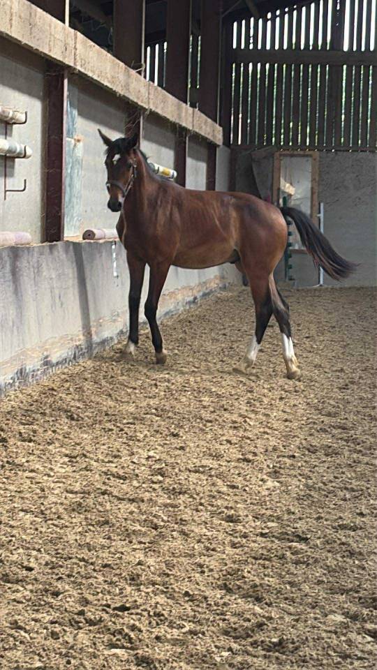 Potro Silla Francés En venta 2024 Bayo por Conte Bellini