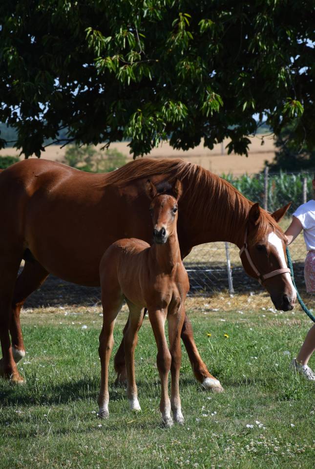Potro PFS Poni Françés de Silla En venta 2025 Bayo moreno por A FLY STAR DES HOUX