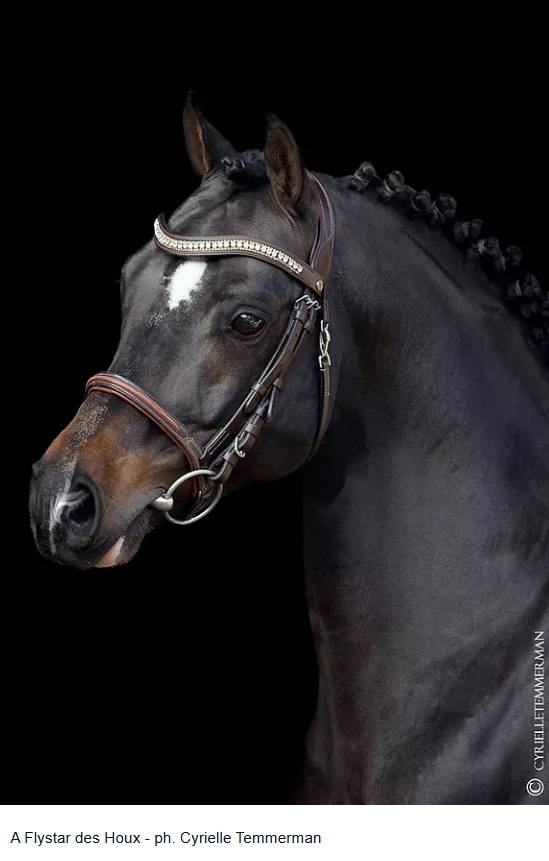 Potro PFS Poni Françés de Silla En venta 2025 Bayo moreno por A FLY STAR DES HOUX