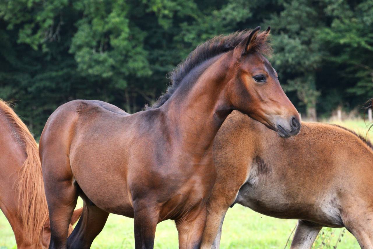 Potro PFS Poni Françés de Silla En venta 2025 Bayo moreno por A FLY STAR DES HOUX