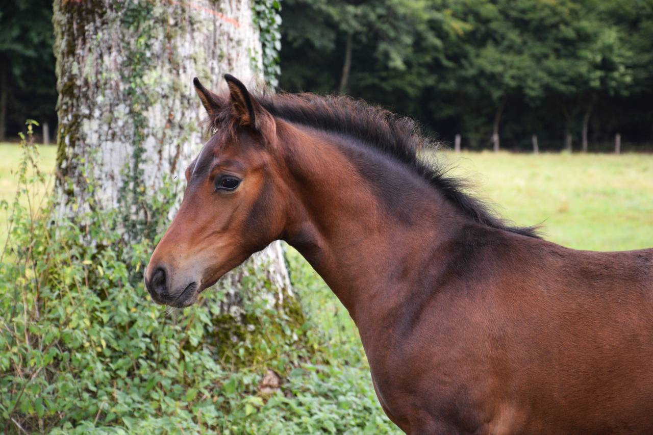 Potro PFS Poni Françés de Silla En venta 2025 Bayo moreno por A FLY STAR DES HOUX