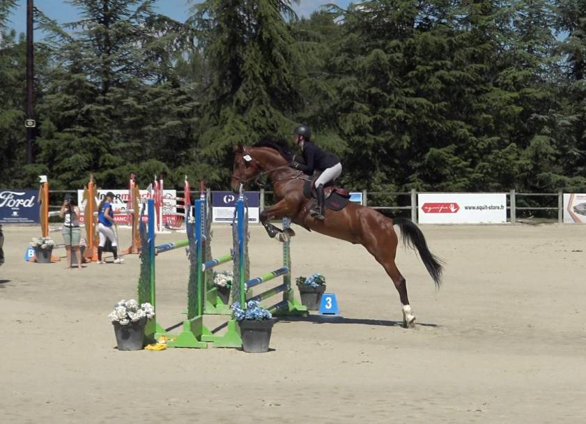 Caballo castrado Silla Francés En venta 2015 Bayo