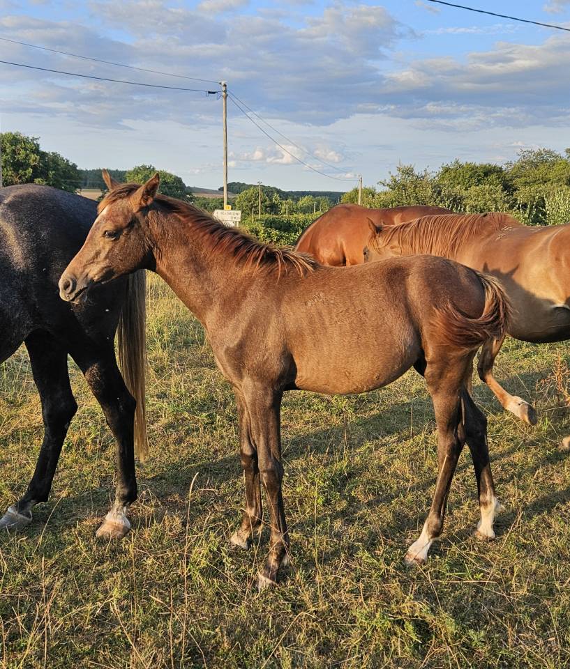 Potranca Pura Sangre Arabe En venta 2025 Tordo por A F MANJAROH 