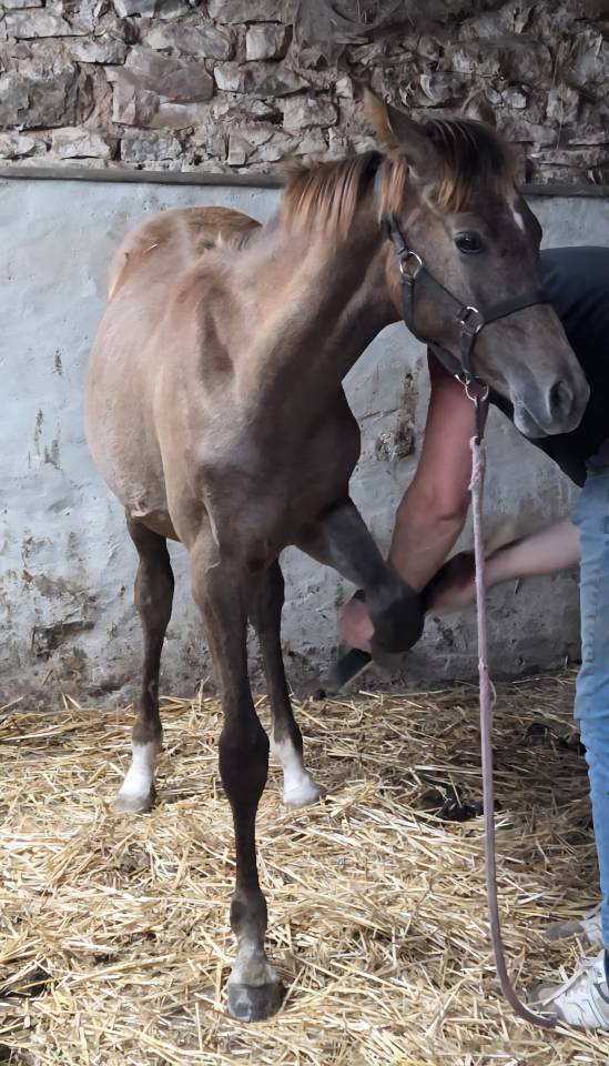 Potranca Pura Sangre Arabe En venta 2025 Tordo por A F MANJAROH 