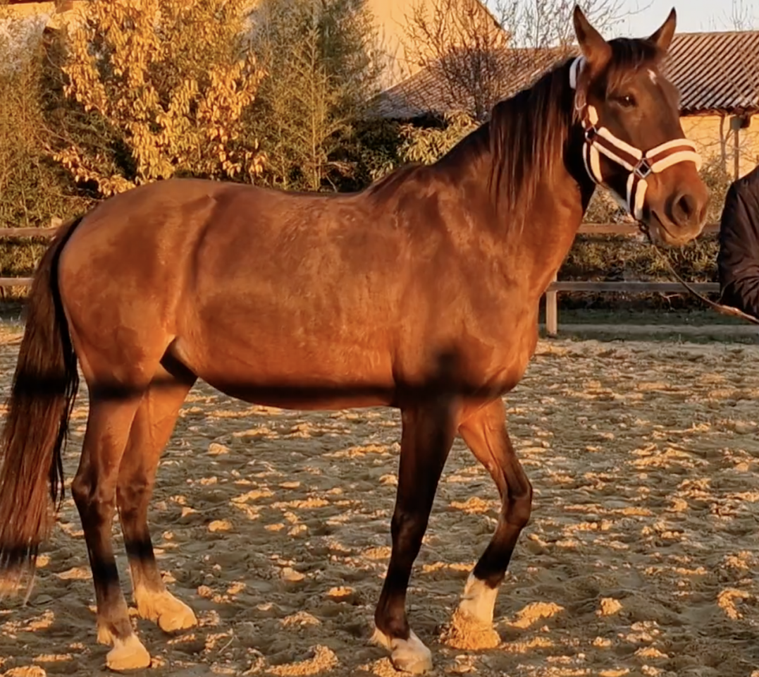 Yegua PRE Pura Raza Española En venta 2016 Bayo por NAPOLEÓN CANDAU