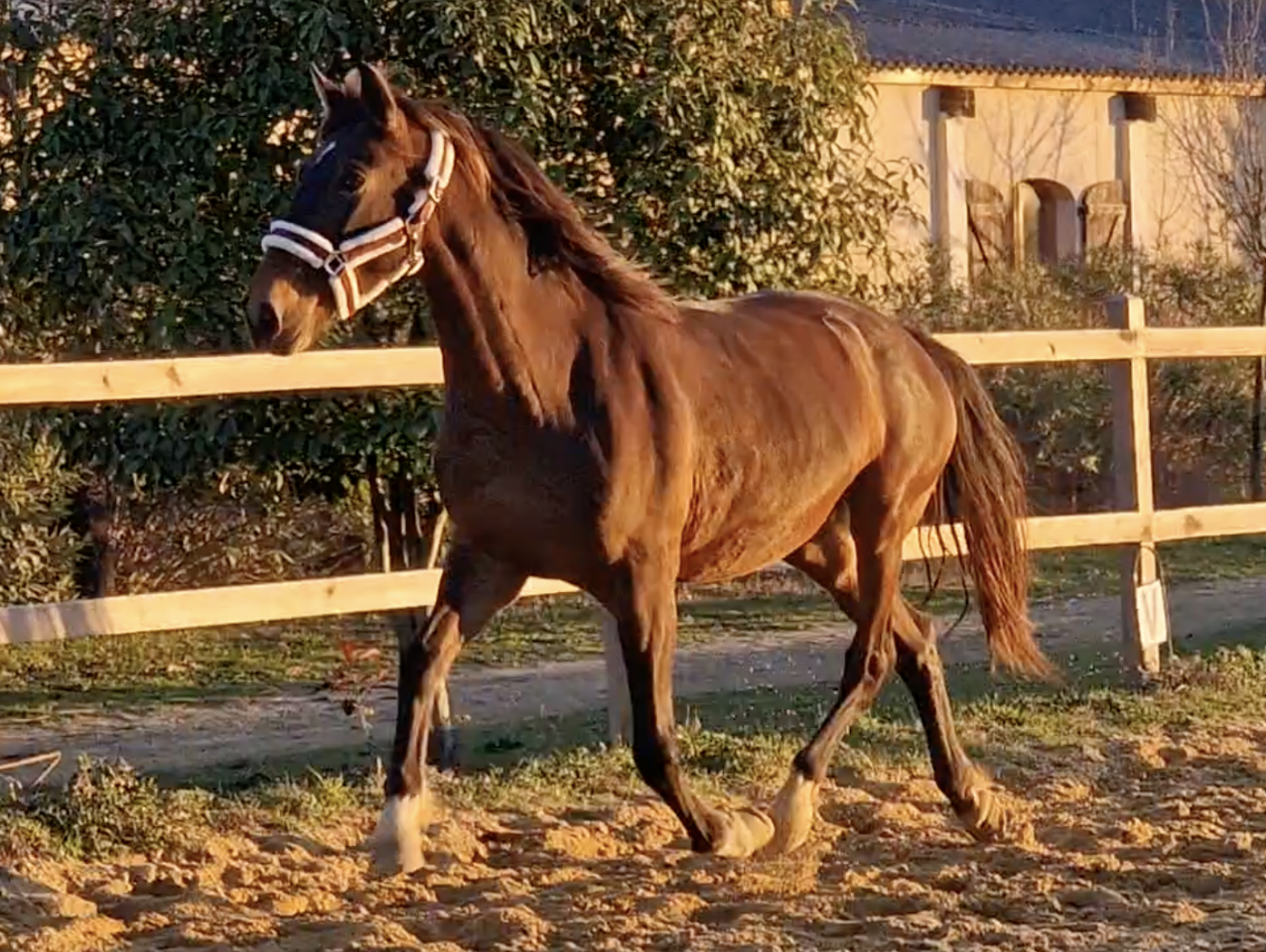 Yegua PRE Pura Raza Española En venta 2016 Bayo por NAPOLEÓN CANDAU