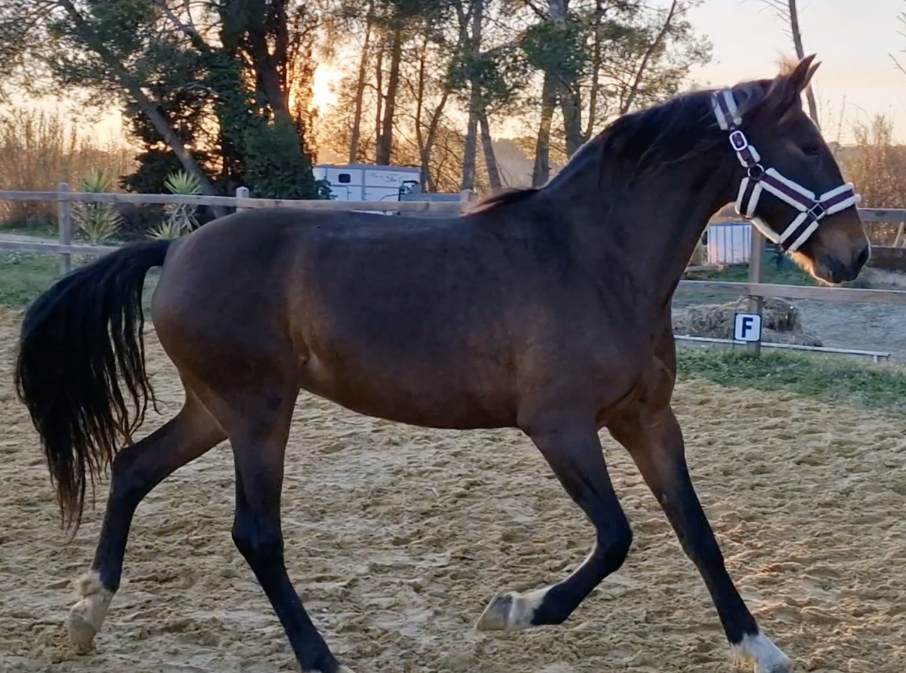 Yegua PRE Pura Raza Española En venta 2016 Bayo por NAPOLEÓN CANDAU
