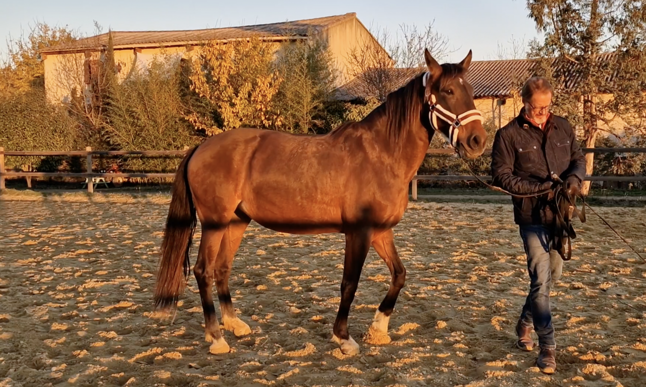 Yegua PRE Pura Raza Española En venta 2016 Bayo por NAPOLEÓN CANDAU