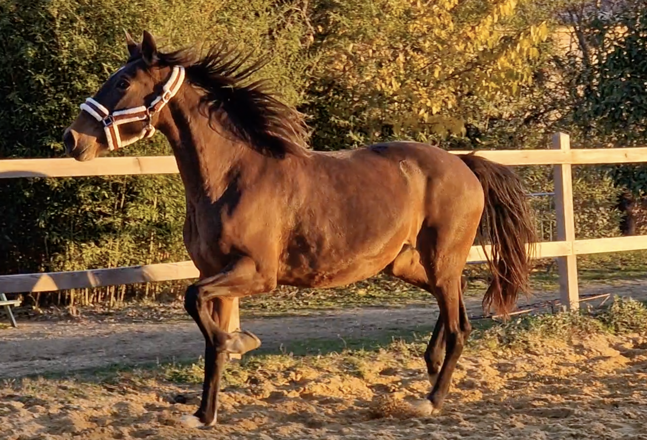 Yegua PRE Pura Raza Española En venta 2016 Bayo por NAPOLEÓN CANDAU