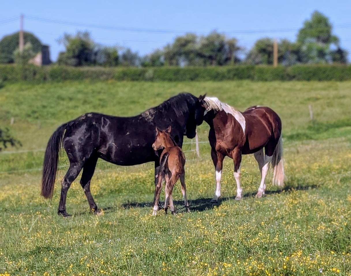 Yegua Paint Horse En venta 2015 Negro