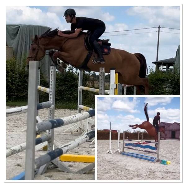 Yegua Zangersheide En venta 2020 Alazán por CICERO Z