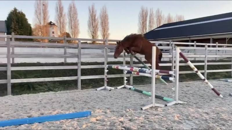 Yegua Zangersheide En venta 2020 Alazán por CICERO Z