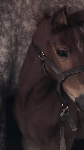 Yegua Zangersheide En venta 2020 Alazán por CICERO Z