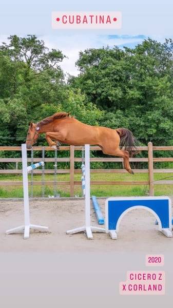 Yegua Zangersheide En venta 2020 Alazán por CICERO Z