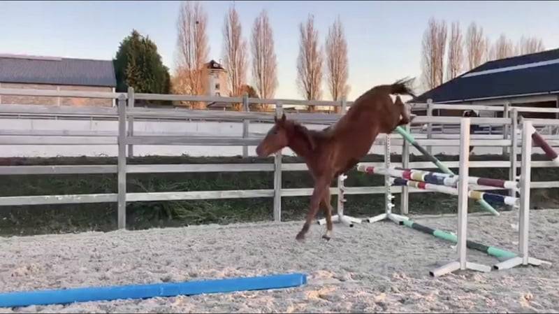 Yegua Zangersheide En venta 2020 Alazán por CICERO Z