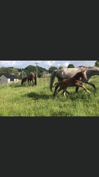 Yegua Zangersheide En venta 2020 Alazán por CICERO Z