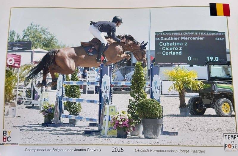 Yegua Zangersheide En venta 2020 Alazán por CICERO Z