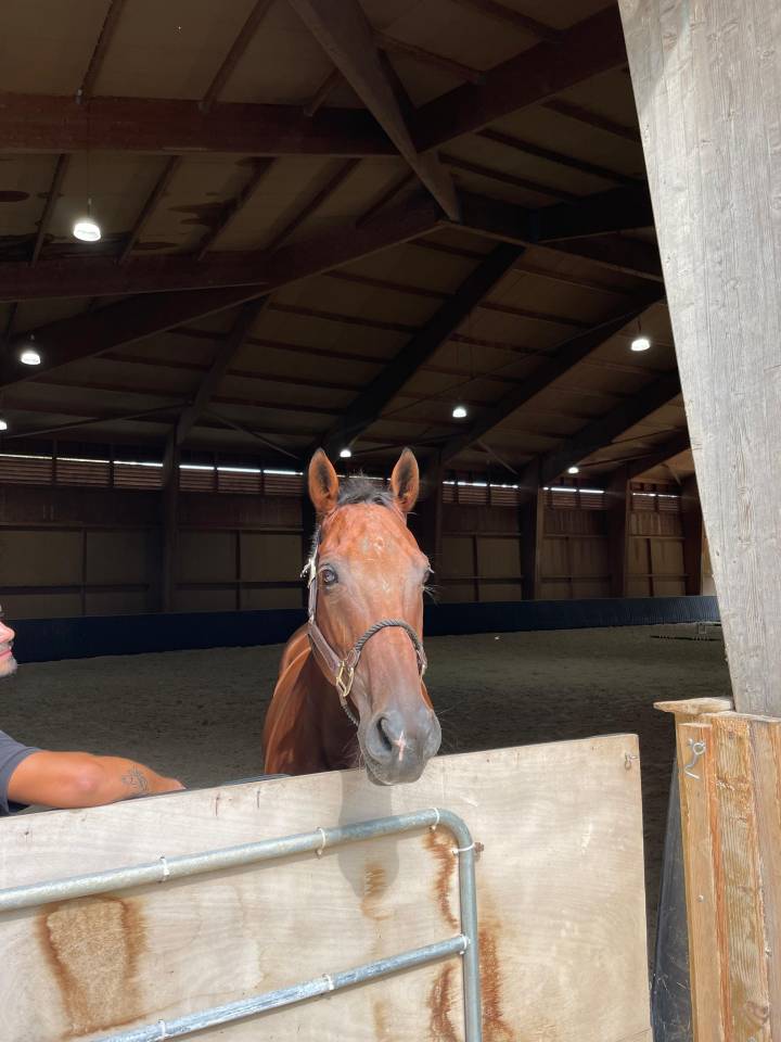 Caballo castrado Anglo-Arabe En venta 2013 Bayo por MARRAST PS