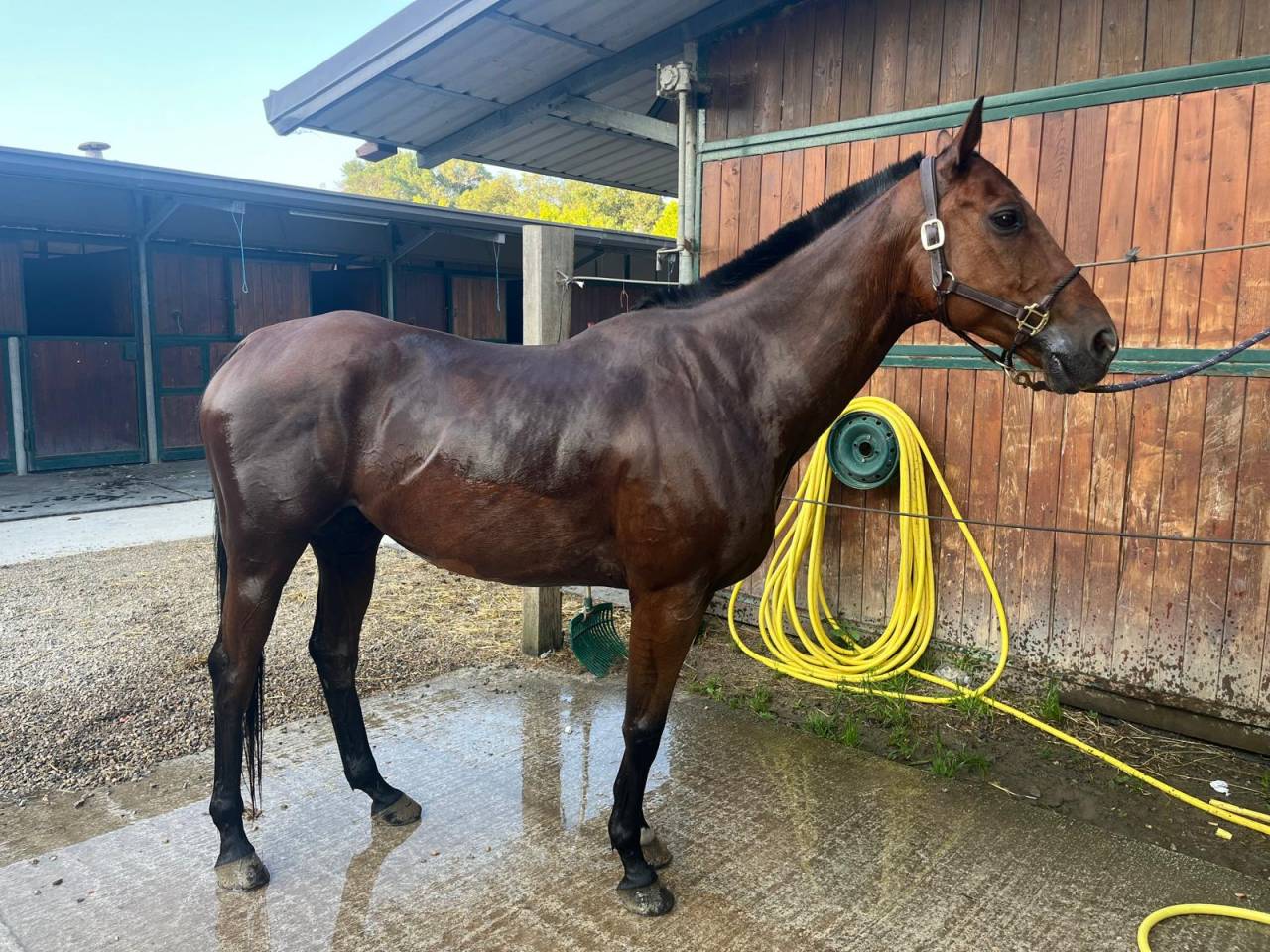 Caballo castrado Anglo-Arabe En venta 2013 Bayo por MARRAST PS