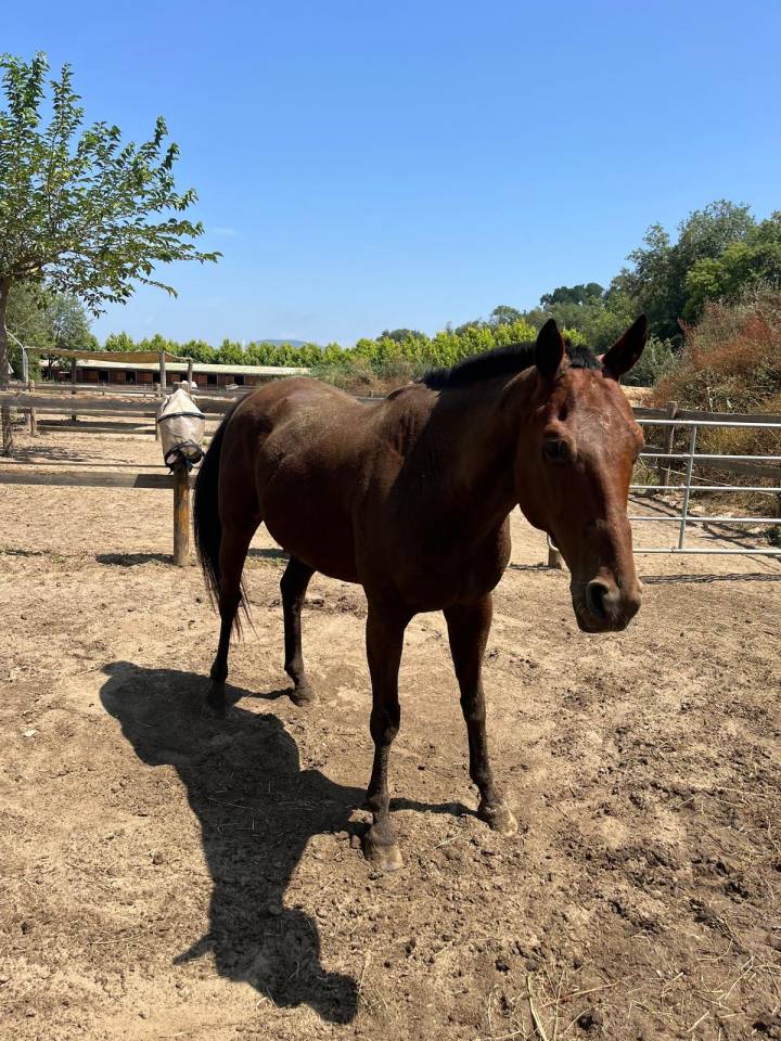 Caballo castrado Anglo-Arabe En venta 2013 Bayo por MARRAST PS