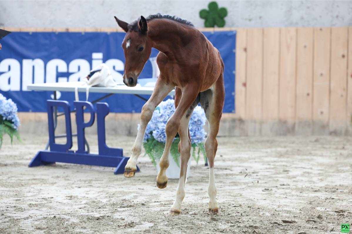 Yegua de ganadería Silla Francés En venta 2015 Bayo