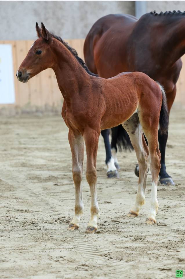 Yegua de ganadería Silla Francés En venta 2015 Bayo