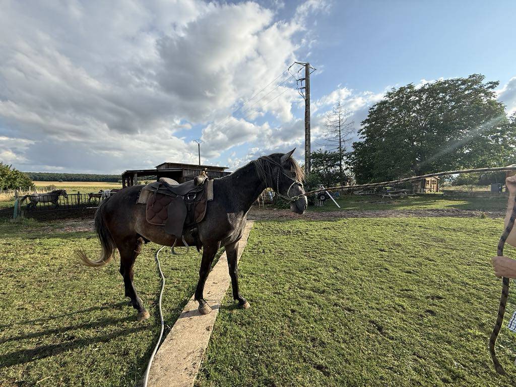 Potro Barbe En venta 2021 Tordo